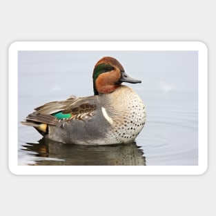 Green-winged Teal Sticker